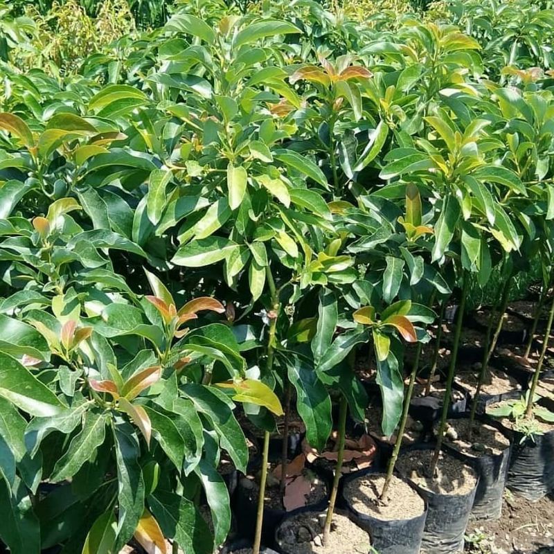 pohon alpukat kendil Batang Besar siap berbuah