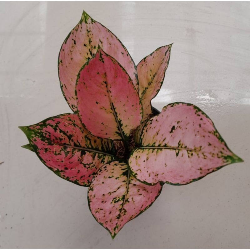 Aglonema komkom orange /komkom oren