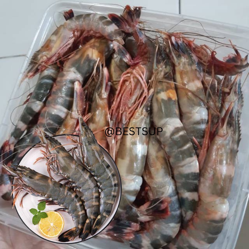 

Udang Windu 1 Kg - Tiger Prawn