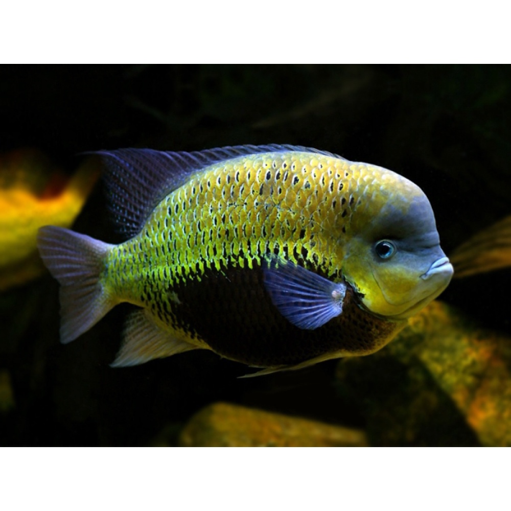 Ikan Hias Vieja Pearsai