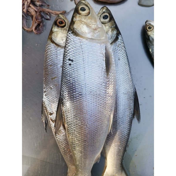 

Bandeng Fresh 450 - 500g