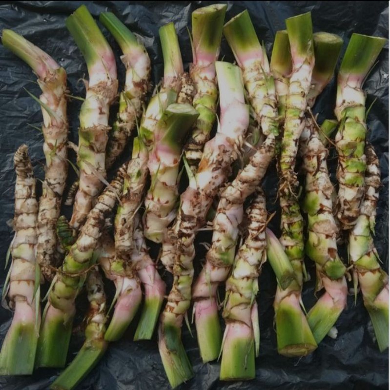 

akar dlingo/jaringau Segar 250 gram