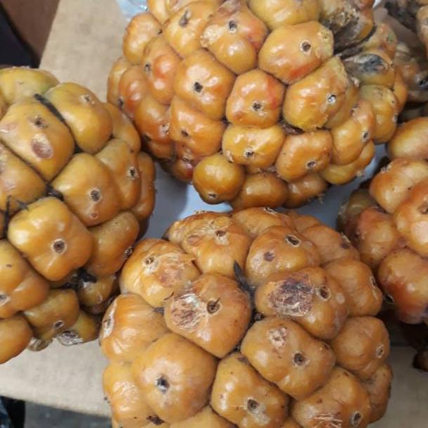 

Terlaku... Cikala Patikala buah kecombrang 500gr 0MY