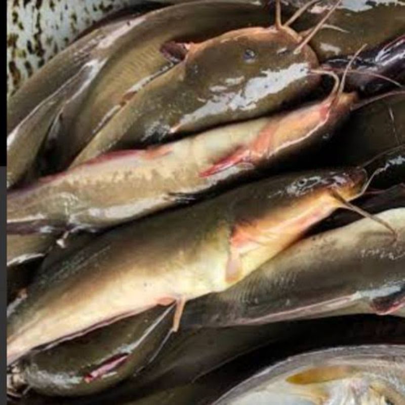 

IKAN SEMBILANG Fresh