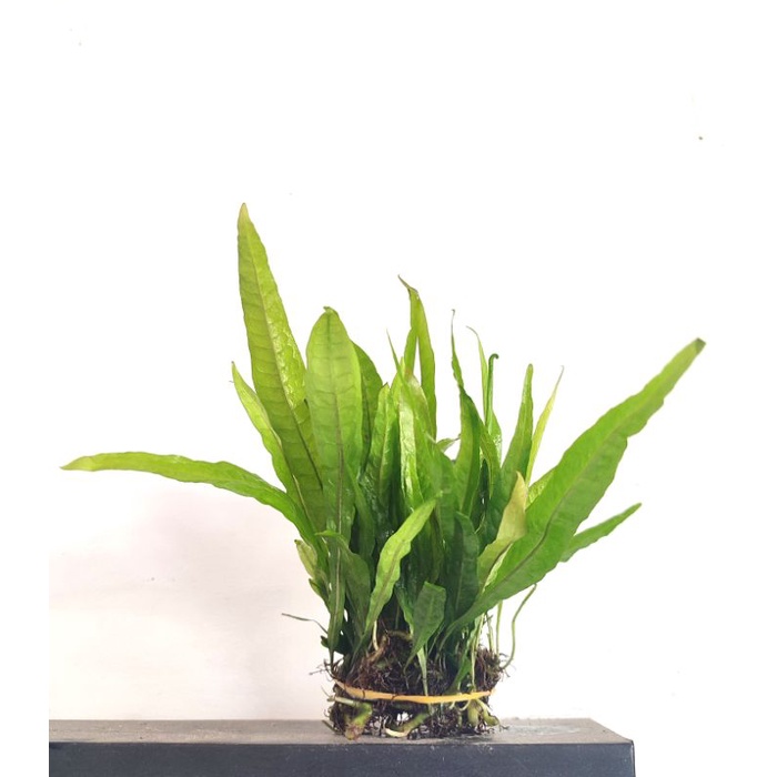 Kadaka Java fern tanaman Aquascape.