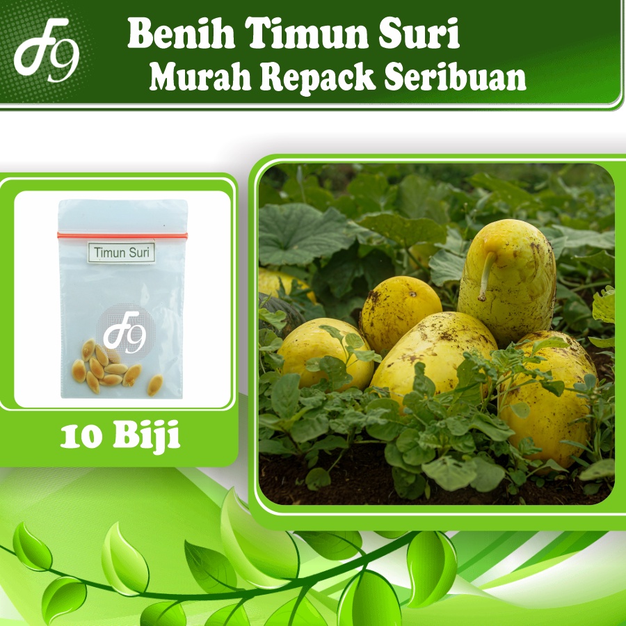 Benih Bibit Timun Suri Murah Repack Seribuan