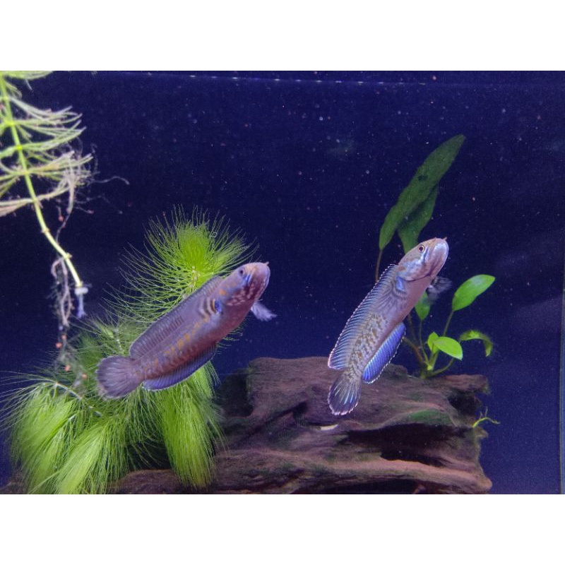 Channa andrao pair biru gondrong 7-9cm