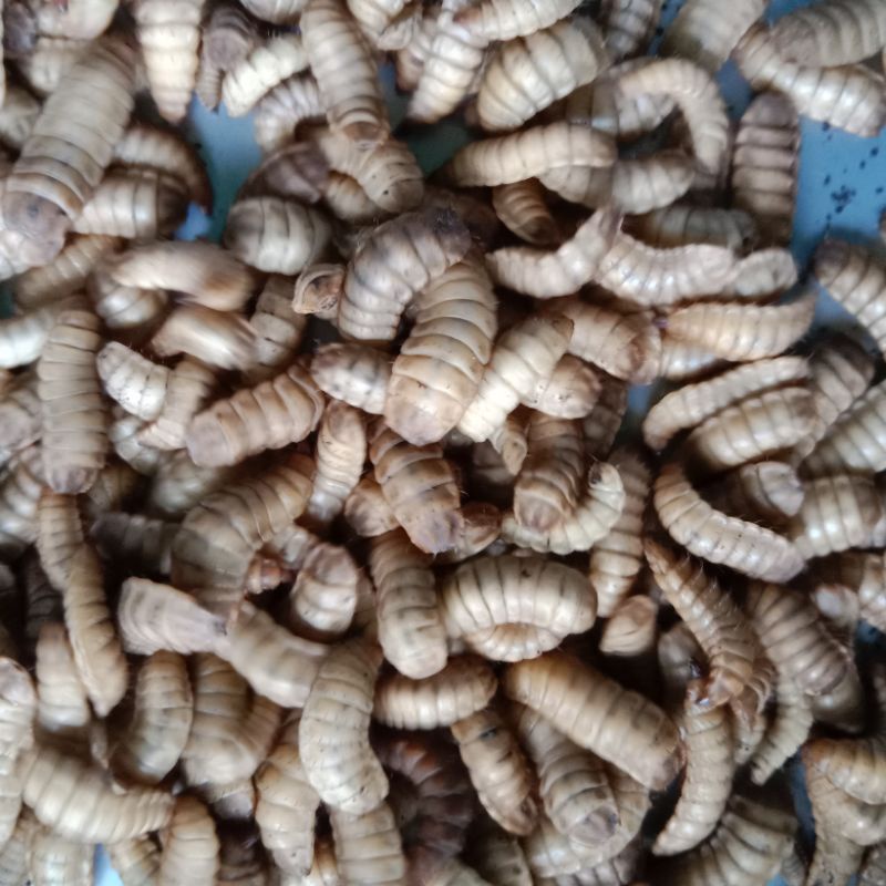 magot hidup 1kg maggot hidup magot fresh maggot fresh purpa magot maggot bsf