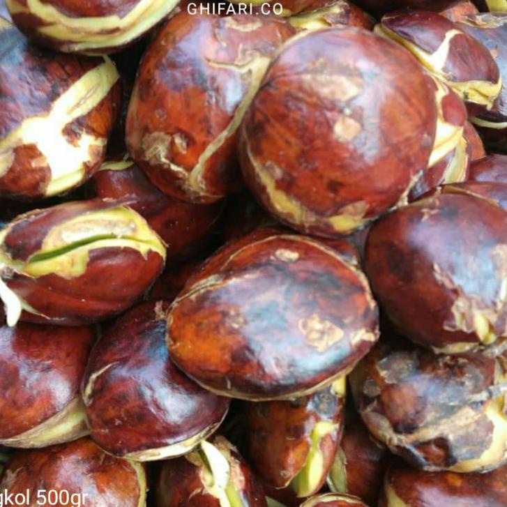 

Cekout sekarang--Jengkol Tua SUPER TERMURAH