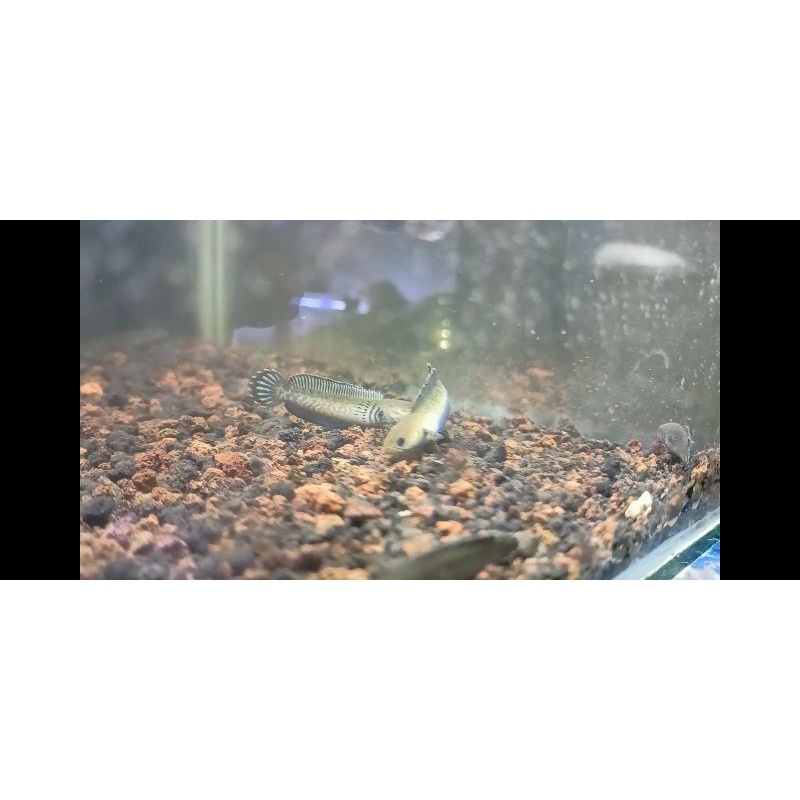 Channa Andrao 5 cm full pelet premium blue kwalitas joss