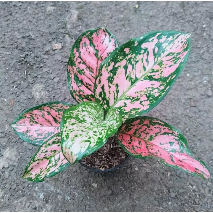 Tanaman hias aglonema Ruby pink Dewasa - Tanaman hias Ruby Chiang Mai