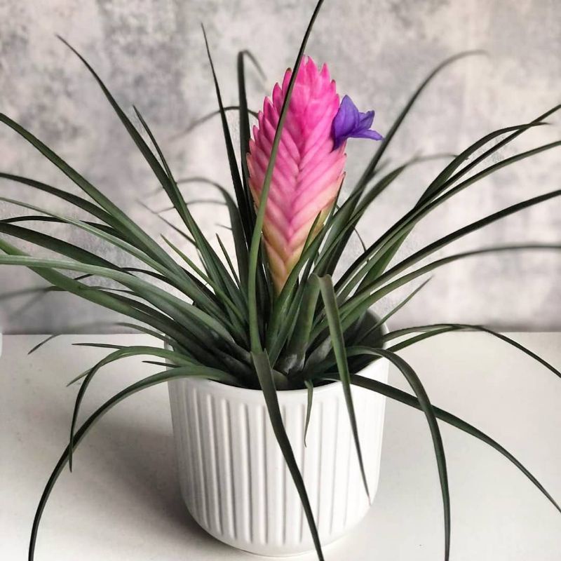 Tanaman hias tilansia / Tillandsia cyanea / Tillandsia lindenii