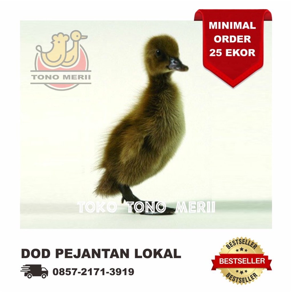 DOD Anak Bebek Pejantan Lokal - Bebek Tulungagung - Isi 25 Ekor