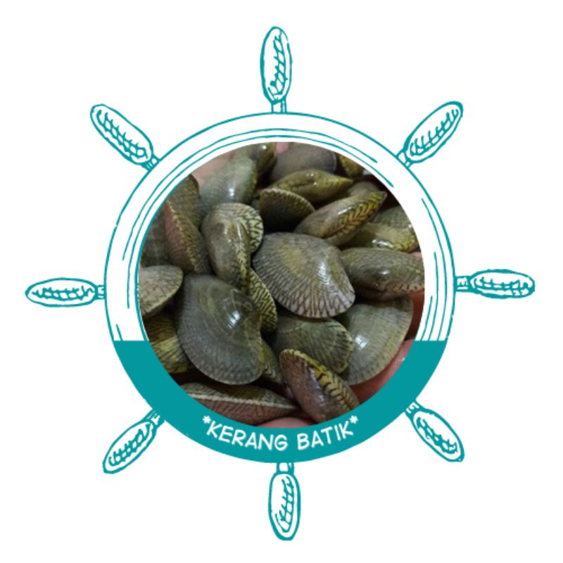 

kerang batik