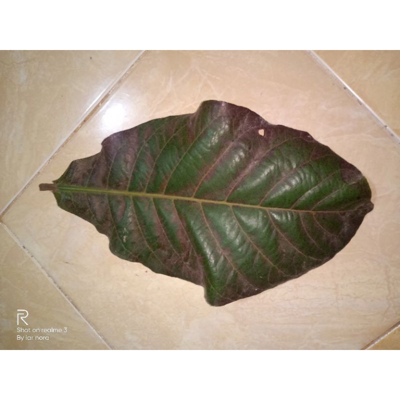 

daun ketapang muda