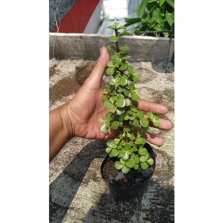 sukulen jade plant/tanaman giok/portulacaria afra