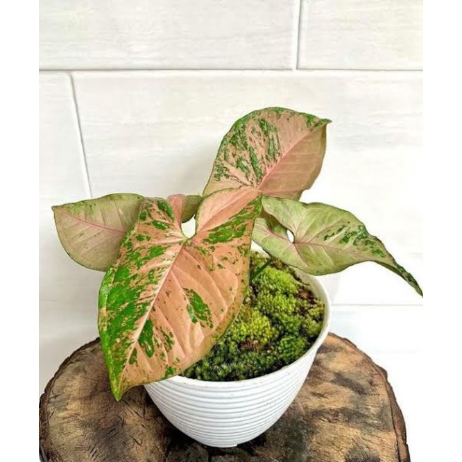 Syngonium Pink Flecked