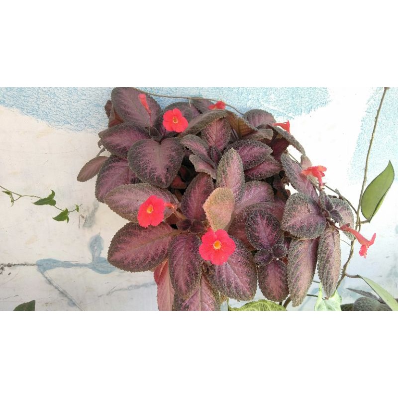 episcia pink