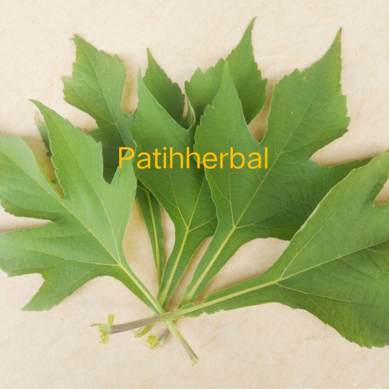 

Daun Karinyuh/Daun lnsulin/Kipait/Daun Yakon segar 250 gram