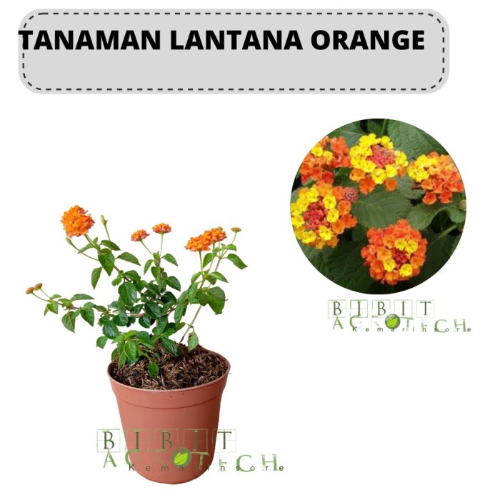 Tanaman Hias Lantana Orange Cantik Kondisi Berbunga