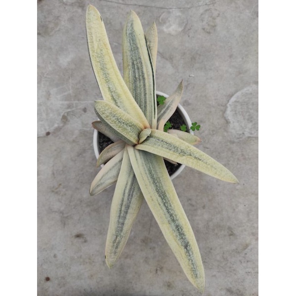 Gasteria batesiana var putih pot 12 cm