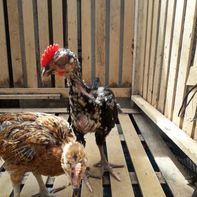 Sepasang Ayam Pelung Terbaik Asli Cianjur (2 Bulan)