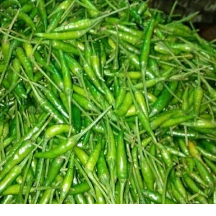 

arto5O9a--Cabe Rawit Hijau segar