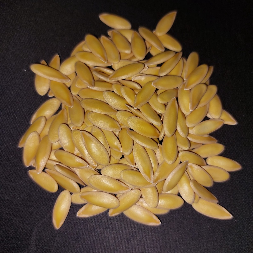 Bibit Biji Benih Buah Melon Kinanti Hidroponik