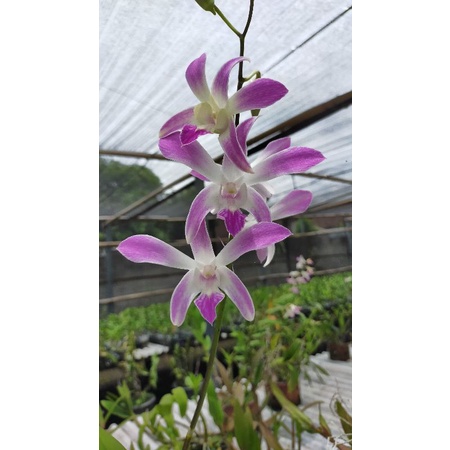 anggrek dendrobium caesar rimbun