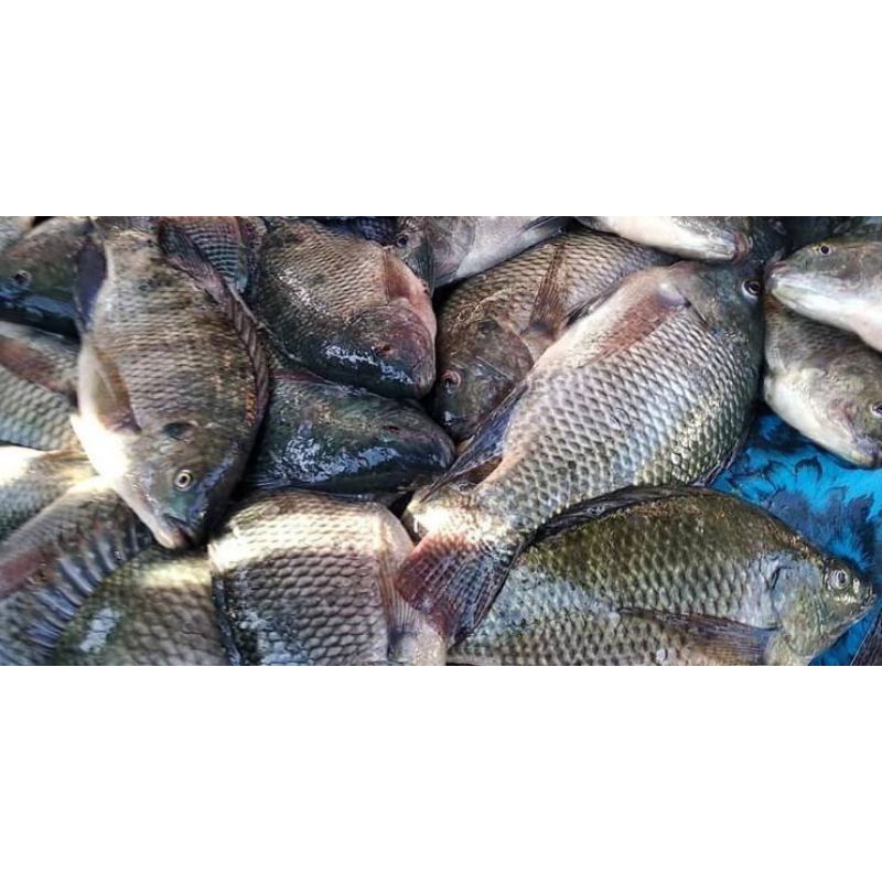 

ikan mas segar 1 kg