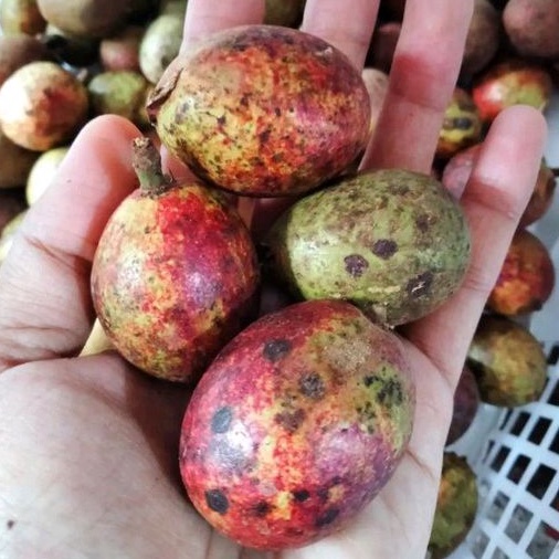 

BUAH MATOA MANIS 1 KG