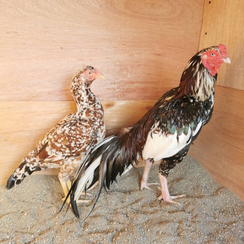 

JUAL TELUR AYAM SAMO PERBUTIR