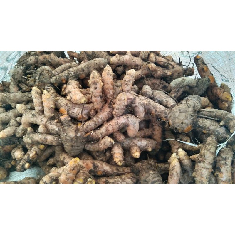 

KUNYIT/KUNIR/TURMERIC SEGAR 1 KG