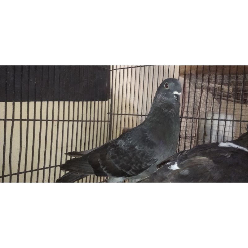 Merpati Jawa Sungut hitam sepasang