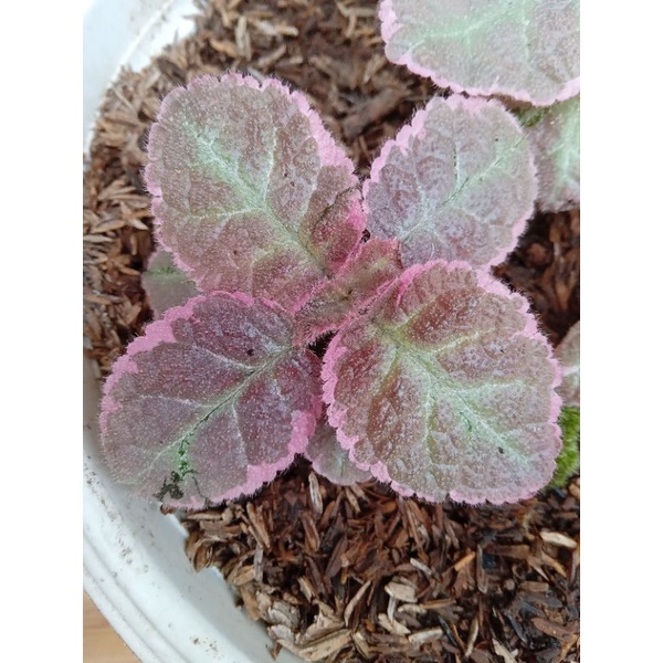 Episcia Pink Smoke Bunga Pink