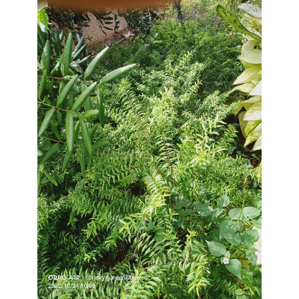 bahan bonsai anting putri micro 10 btang