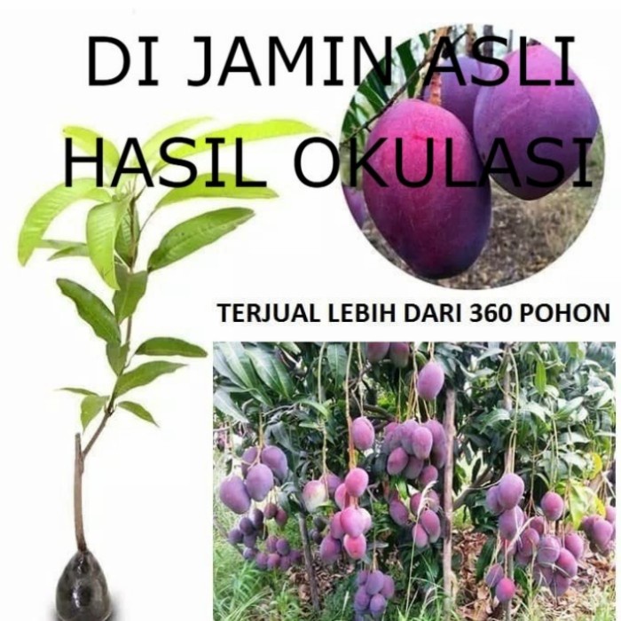 bibit mangga Irwin mangga Irwin mangga ungu pohon mangga Irwin ungu UNGGULAN