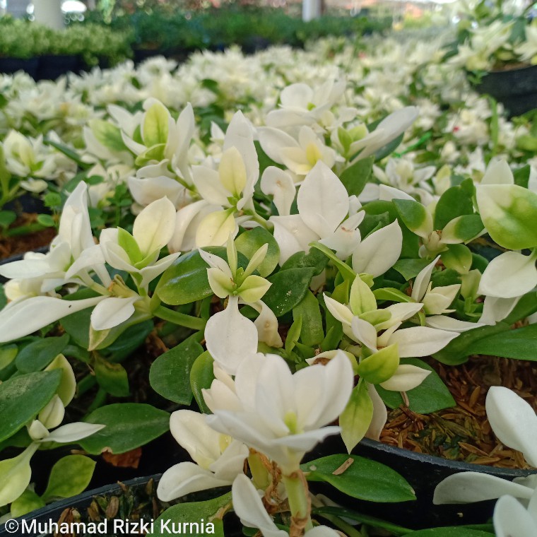 Tanaman Hias Gerbera / Hebras