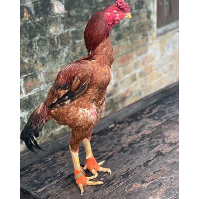 

JUAL TELUR AYAM BANGKOK ASELL PERBUTIR