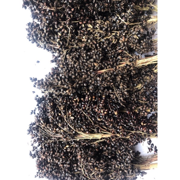 Sorgum sprays | Sorgum tangkai ketan | Makanan hamster | Sprays black shorgum