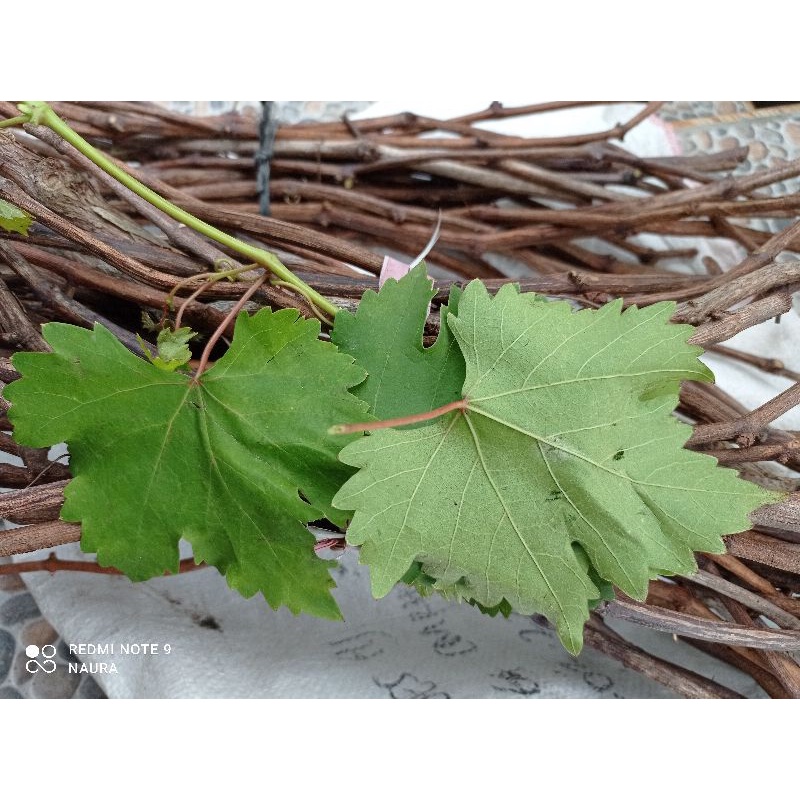 rootstok/cuting anggur lokal