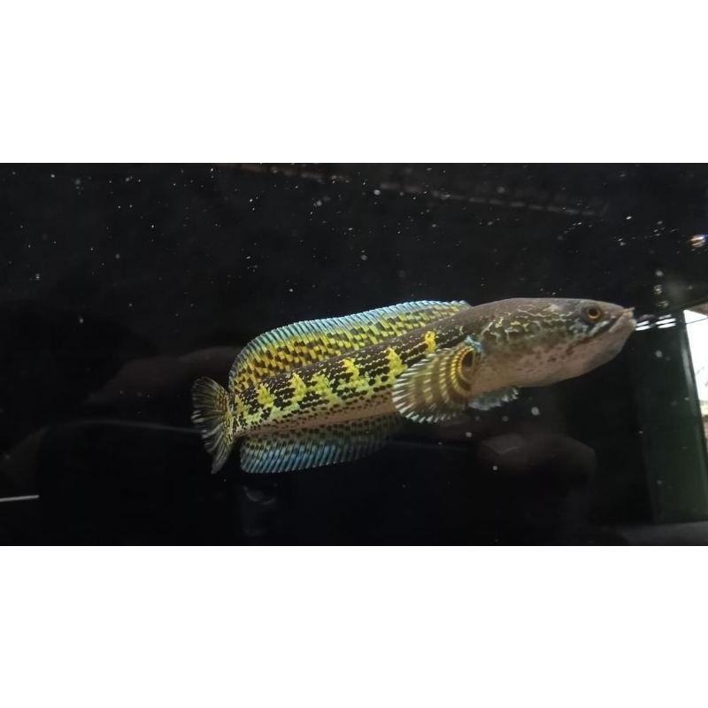 chana Auranti size 3-5cm warna mulai mutasi, isi 2+bonusPelet