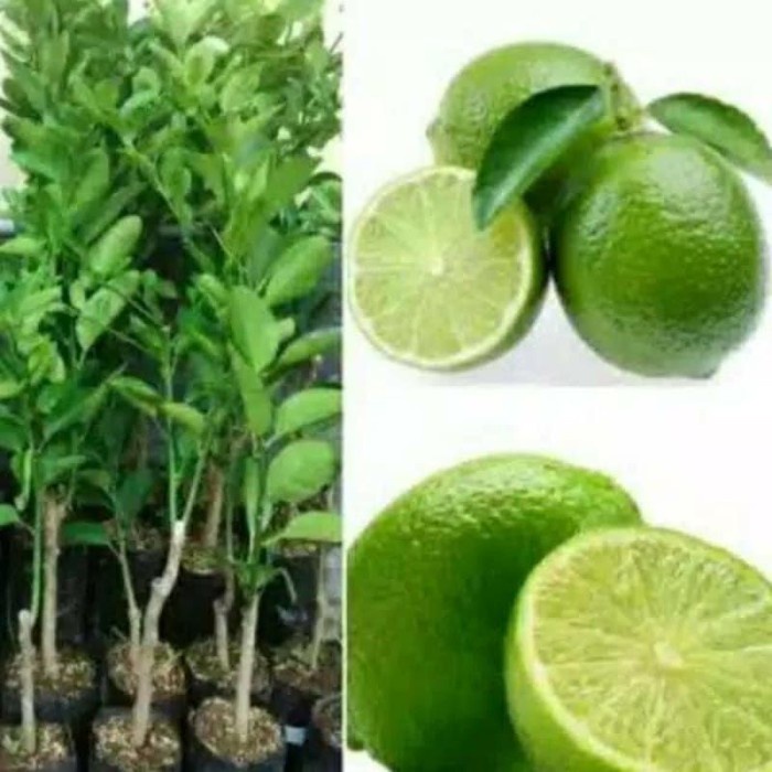 Bibit tanaman jeruk nipis unggul UNGGULAN