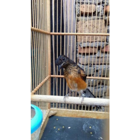 Burung murai medan trotolan ring jantan prospek