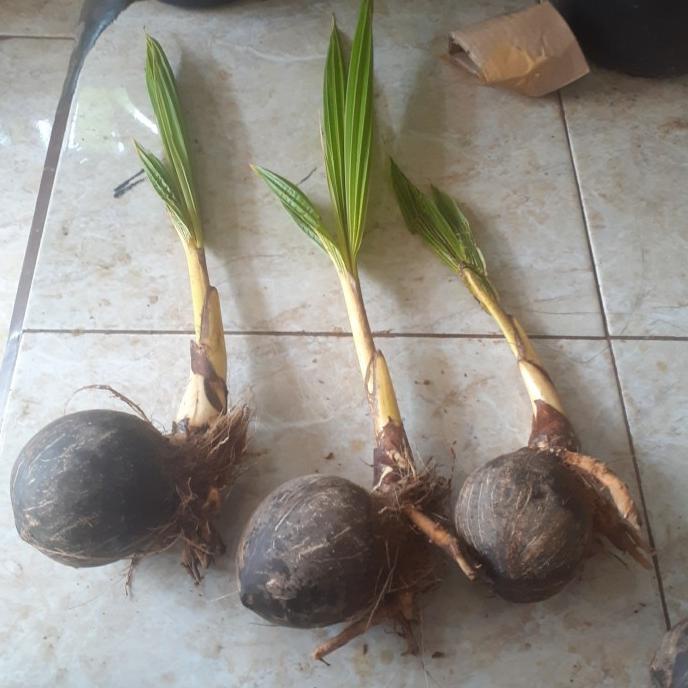 Bahan Bonsai Kelapa Bibit Bonsai kelapa Gading Kelapa bonsai termurah