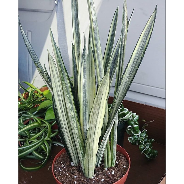 Sansiviera Bantel /Sansivera Betel  / Sansivera Bentel / Sansivera silver metalica