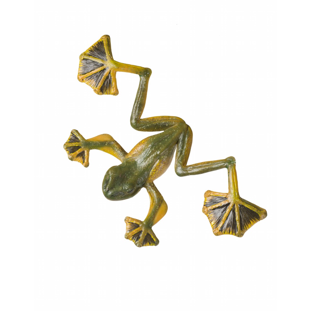 Gambar Belalang Awetan Serangga Kering Kumbang Katak