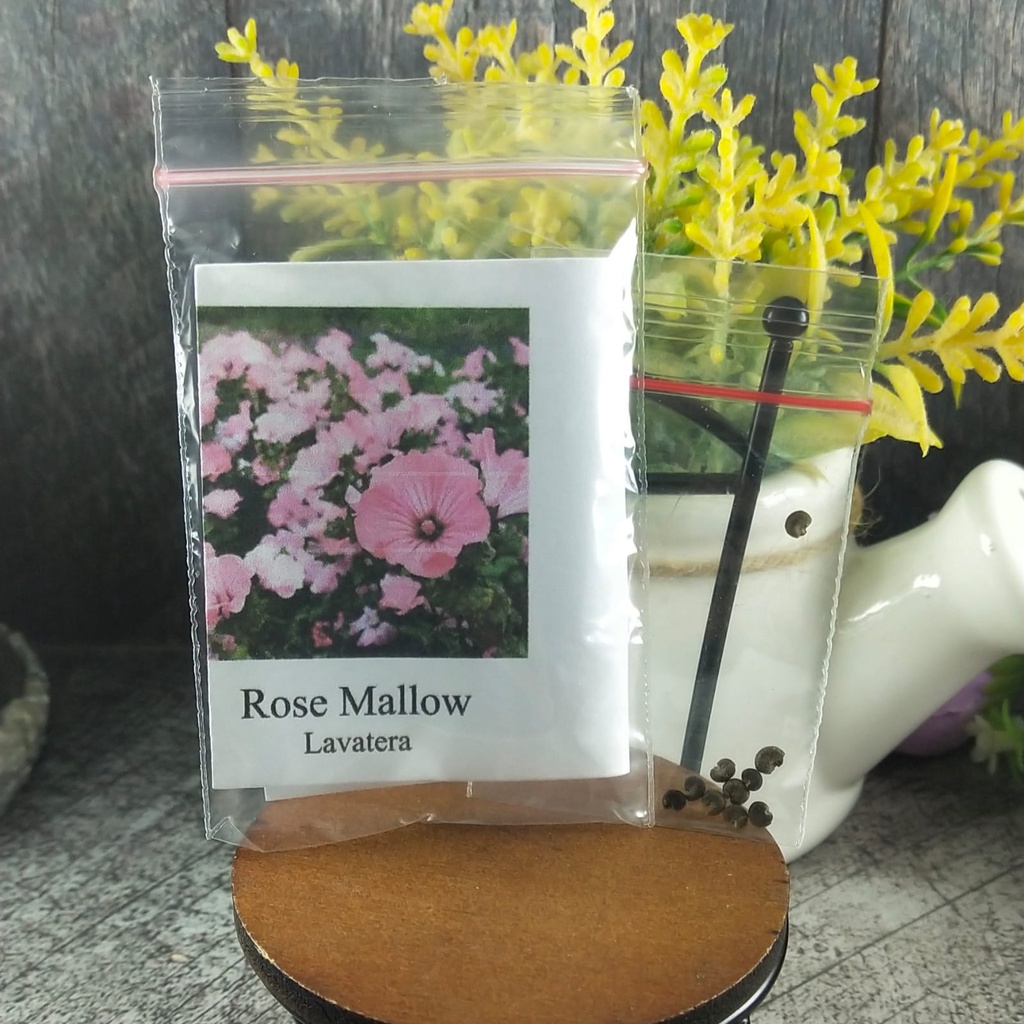 4 Seeds - Rose Mallow Lavatera Biji Bunga - SR0231