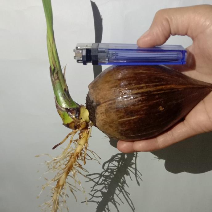 Bibit bahan bonsai kelapa minion sudah tumbuh akar & tunas