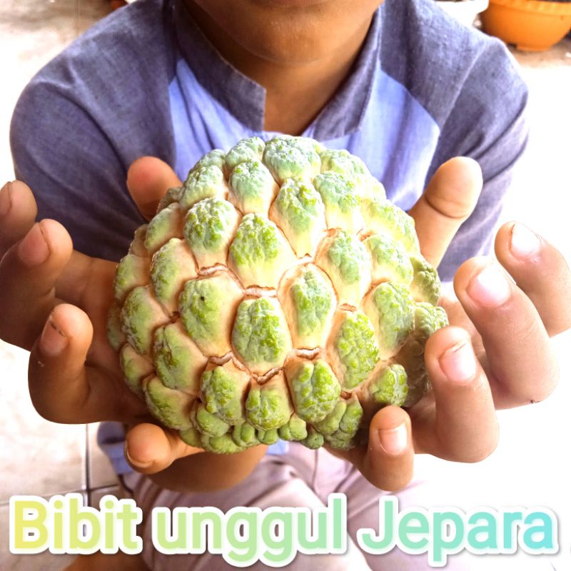 BIBIT SRIKAYA JUMBO SUDAH BERBUAH